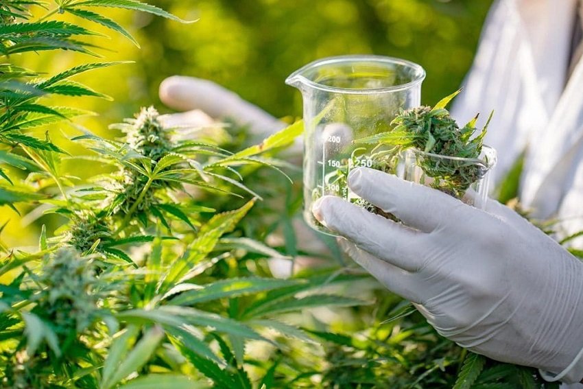 Cannabis medicinal no Brasil: Anvisa atualiza regras em 2026
